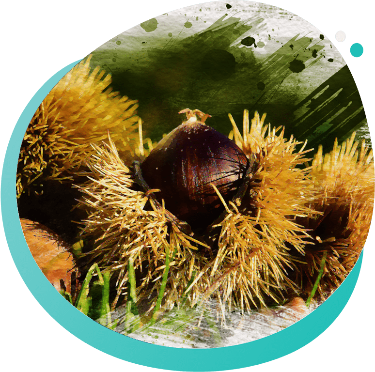 Tradiciones Valdeorras